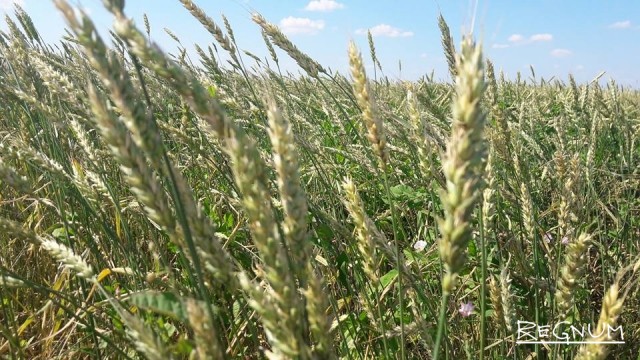 Алтайская пшеница уродилась, но оказалась никому не нужна