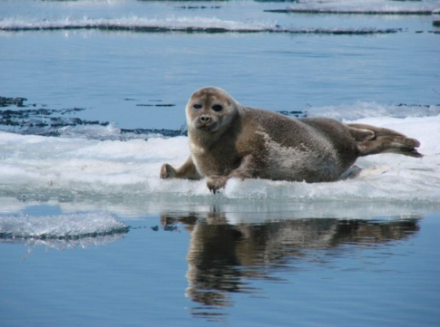Байкальские тюлени