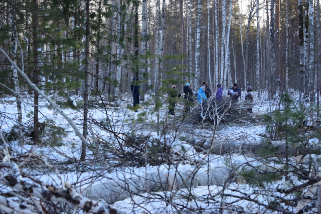 Махинации с лесом под носом у омских властей: «Как такое могло произойти?»