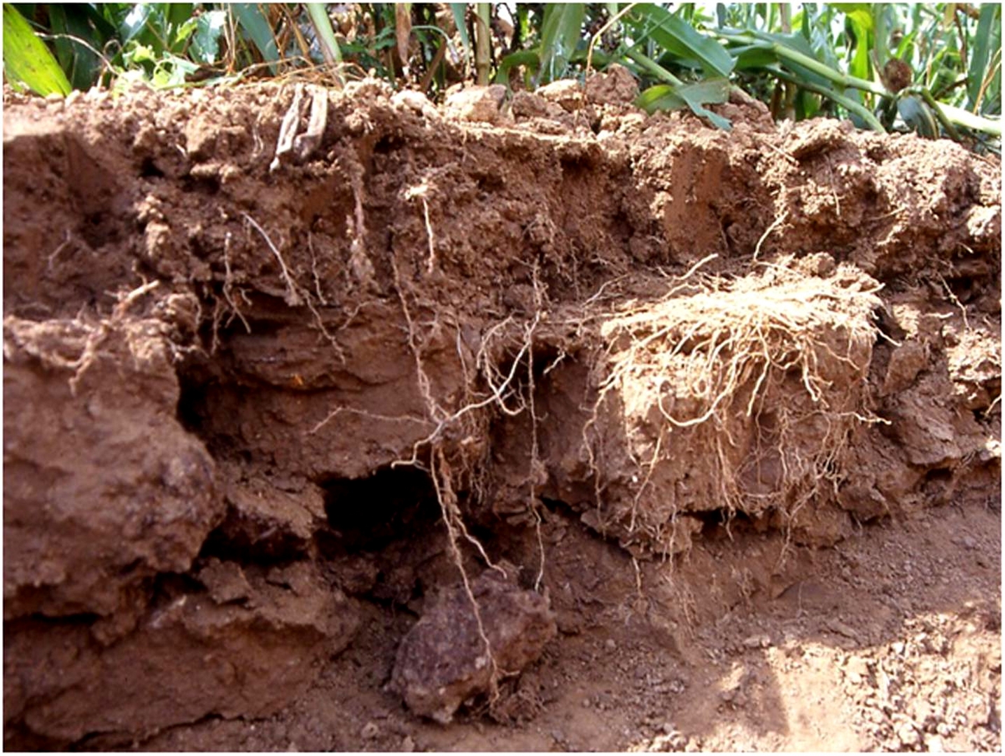 Механические воздействия на почву. Плужная подошва почвы. Переуплотнение почвы. Уплотнение почвы. Снижение плодородия почв.