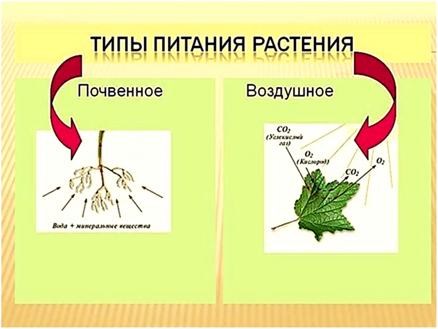 Схема почвенное и воздушное питание растений