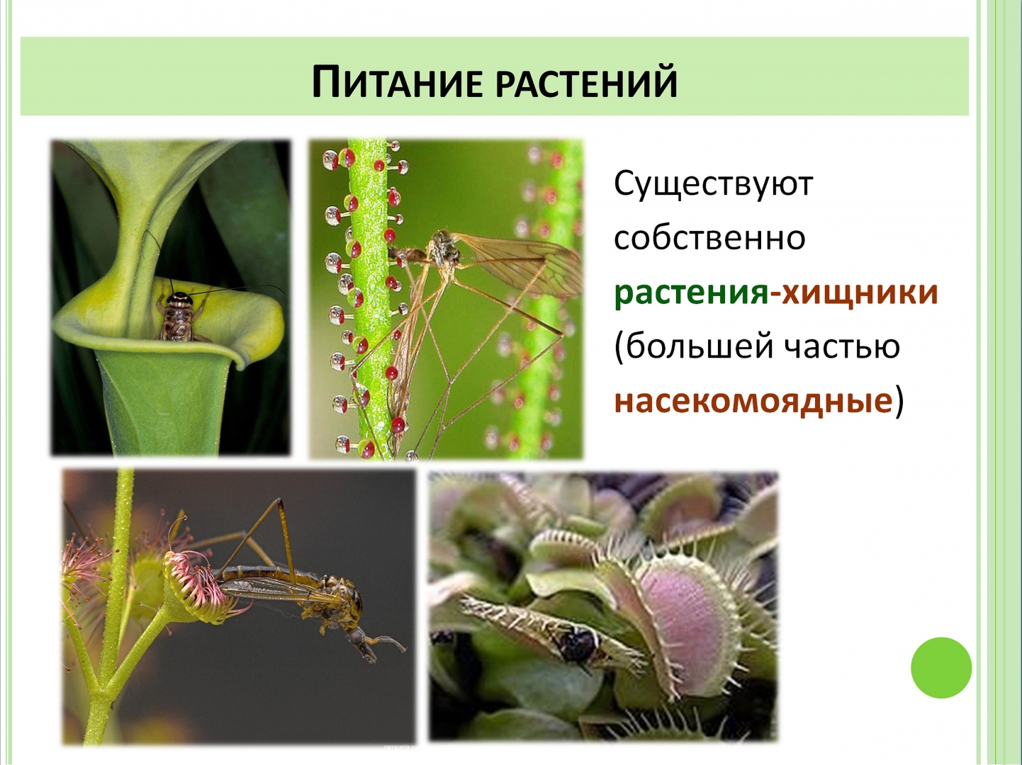 Питание растений хищников. Питание растений. Растения питающиеся насекомыми. Хищные растения Тип питания.