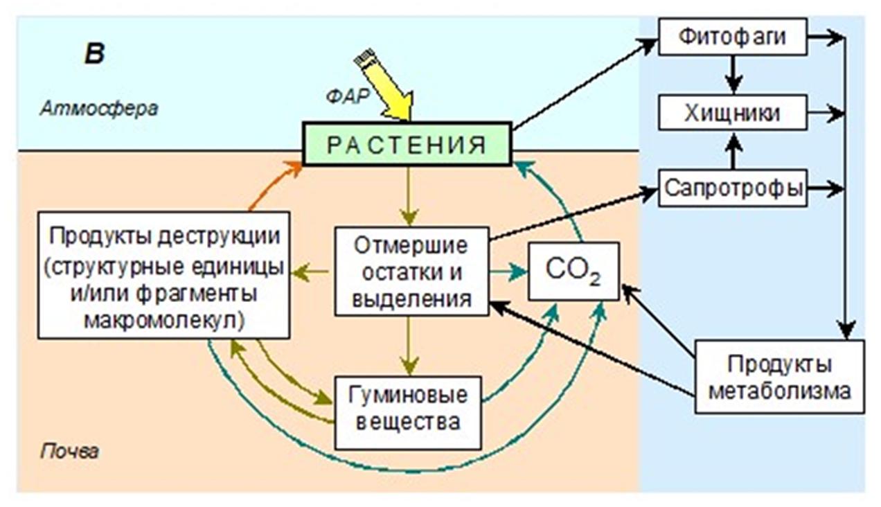 Обмен веществ в почве