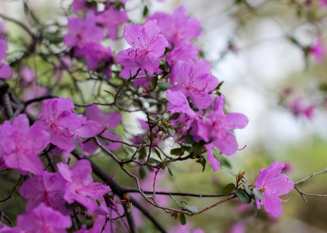 На Алтае по случаю цветения маральника провели грандиозный праздник