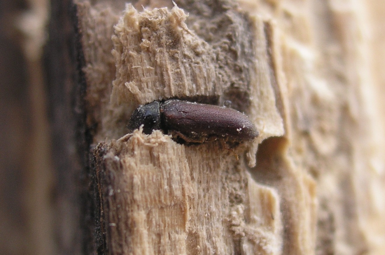 насекомое ест древесину