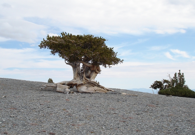 Сосна долговечная (Pinus longaeva)