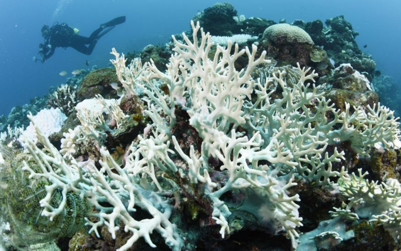 El coral. Риф коралловый 54546. Белый коралл Санго. Большой Барьерный риф мертвые кораллы. Coral Bleaching.