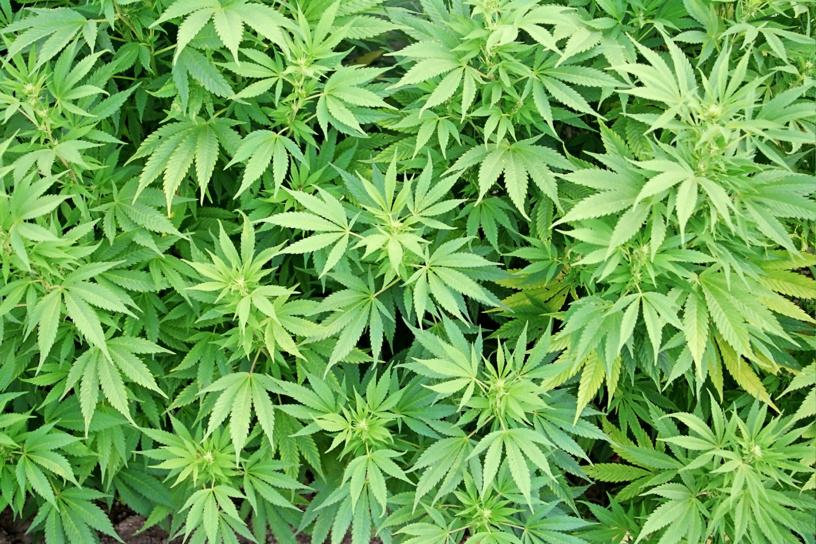 Закон о марихуане в англии ерос сидс семена конопли
