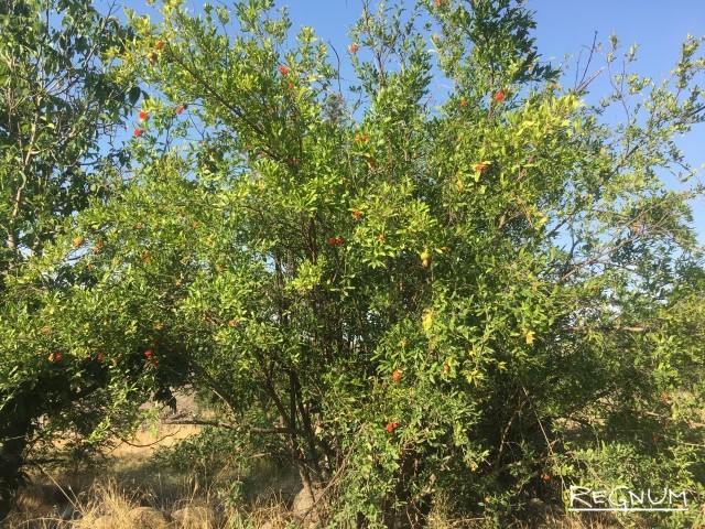 Гранатовое дерево в Ковсакане