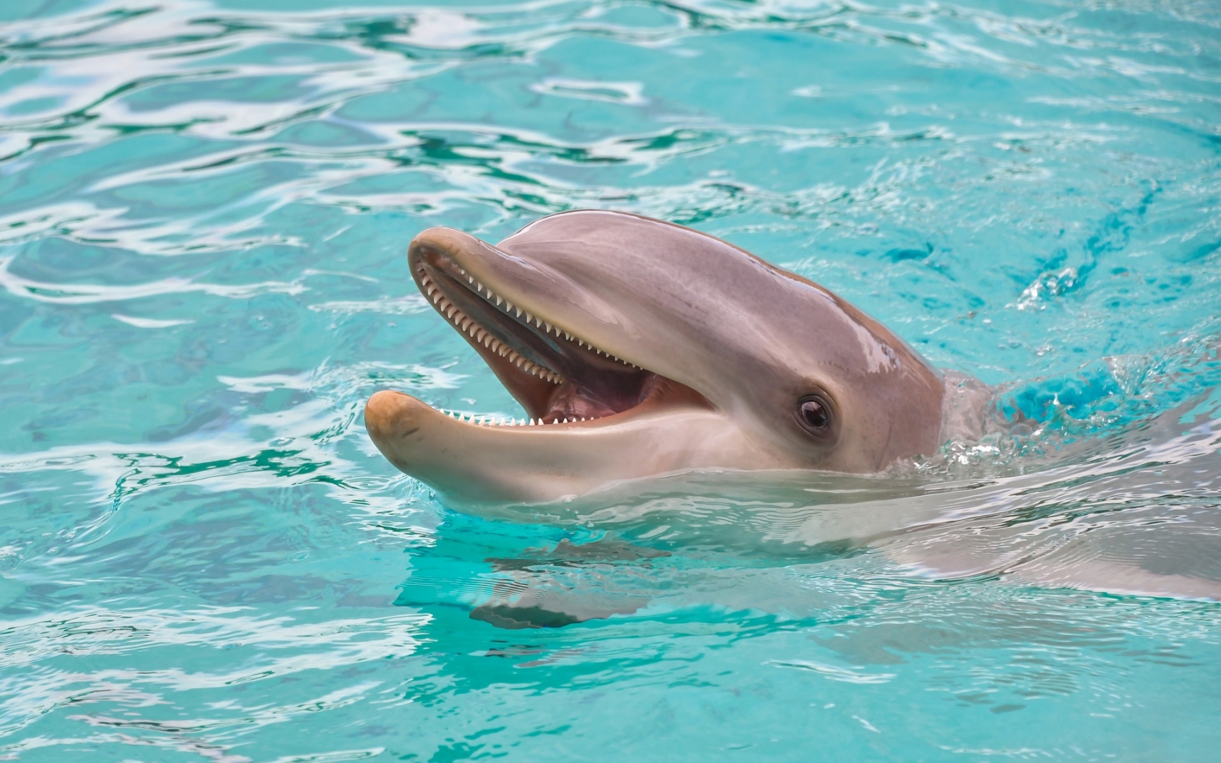 Дельфин иния фото