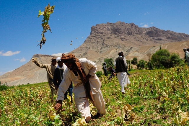 На плантации опийного мака. Афганистан 