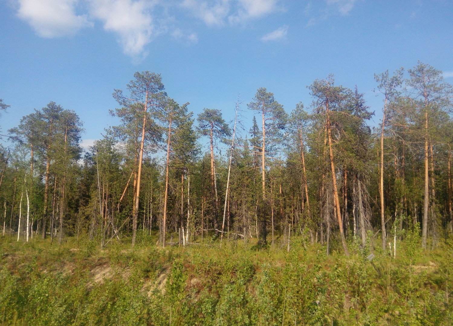 Сосногорский лес