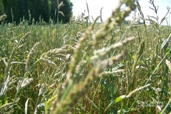 Озимая пшеница в поле