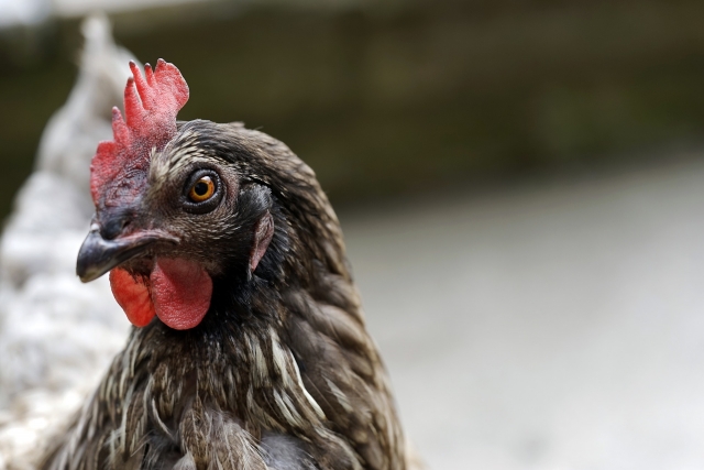 Казахстан запретил поставки мяса птицы ещё из трех регионов России
