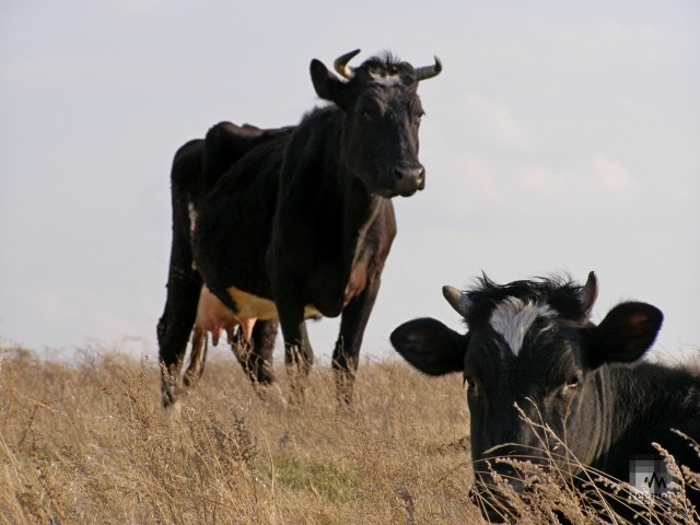 Коровы на пастбище 