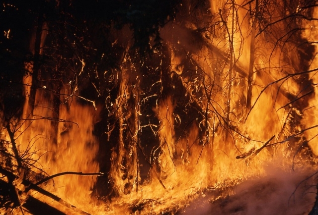 Десятки лесных пожаров продолжают уничтожать красноярские леса