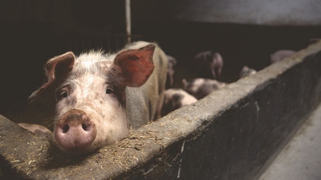 Новгородский свиноводческий комплекс из-за АЧС лишился 37 тыс. свиней