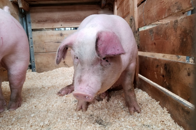 В Костромской области уничтожили тысячи заражённых свиней