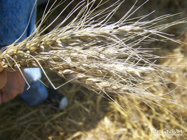 Ограничить экспорт: почему на рынке зерна может начаться лихорадка