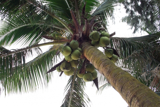 Пальма с кокосами 