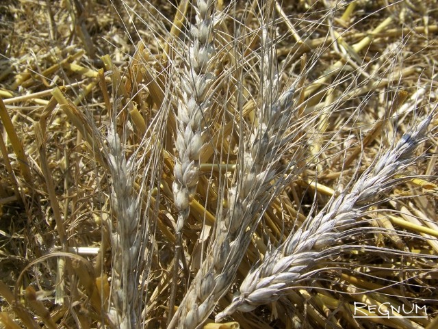 Алтайская озимая пшеница