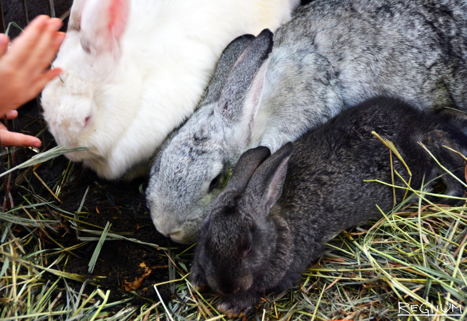 Почему крольчиха съедает крольчиха. Кролик ворует. Украл кроликов. Кто поедает крольчат.