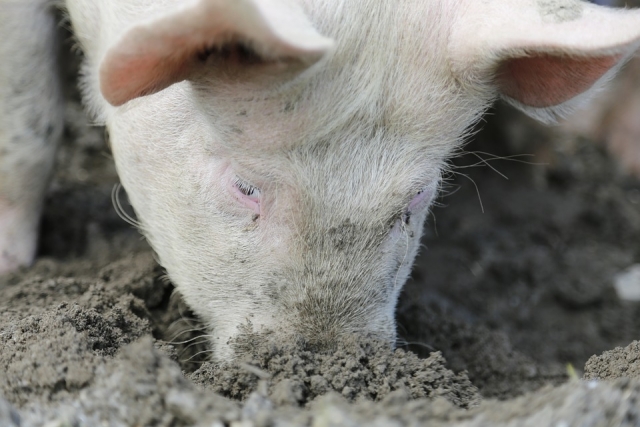 В одном из районов Псковской области введён карантин по чуме свиней