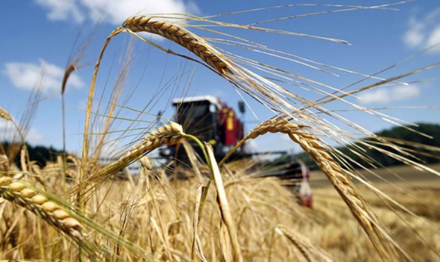 Аграрии Мордовии собрали 1 млн тонн зерновых