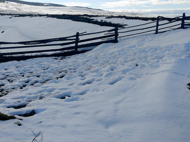 В Бурятии из-за снега погибли тысячи га сельхозкультур