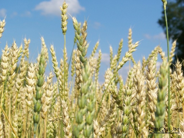 В Алтайском крае планируют собрать немногим более 3,5 млн т зерновых