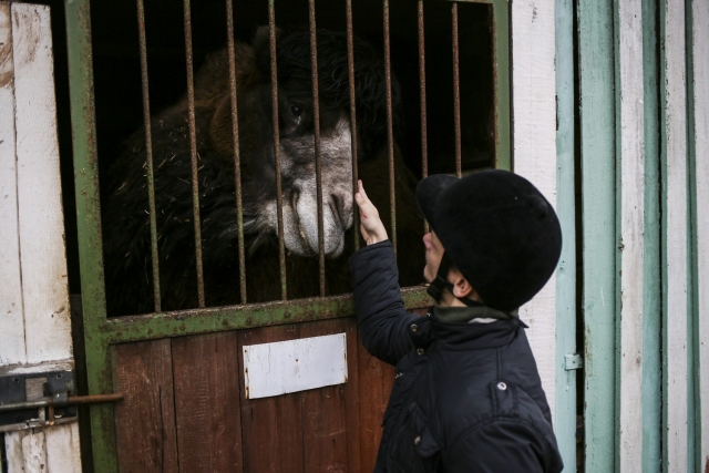 Коля гладит верблюда на территории конно-спортивного клуба
