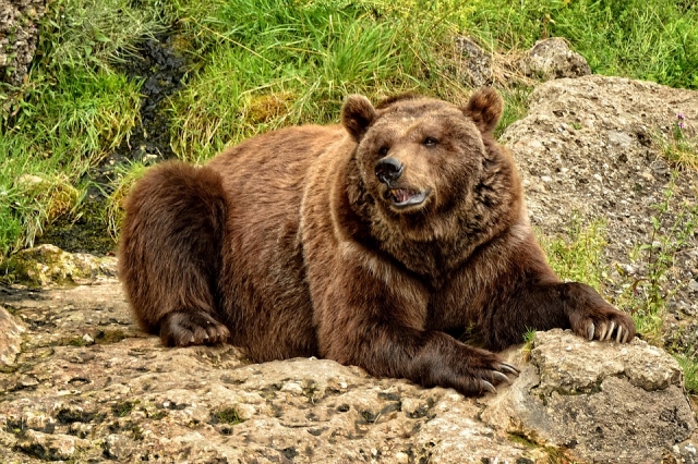 Полицейские застрелили агрессивного медведя под Иркутском