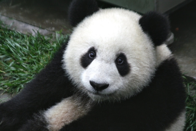 Премьер Японии Синдзо Абэ попросит Китай «одолжить» больших панд