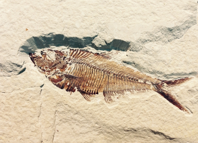 Самая древняя плотоядная рыба идентифицирована в Баварии