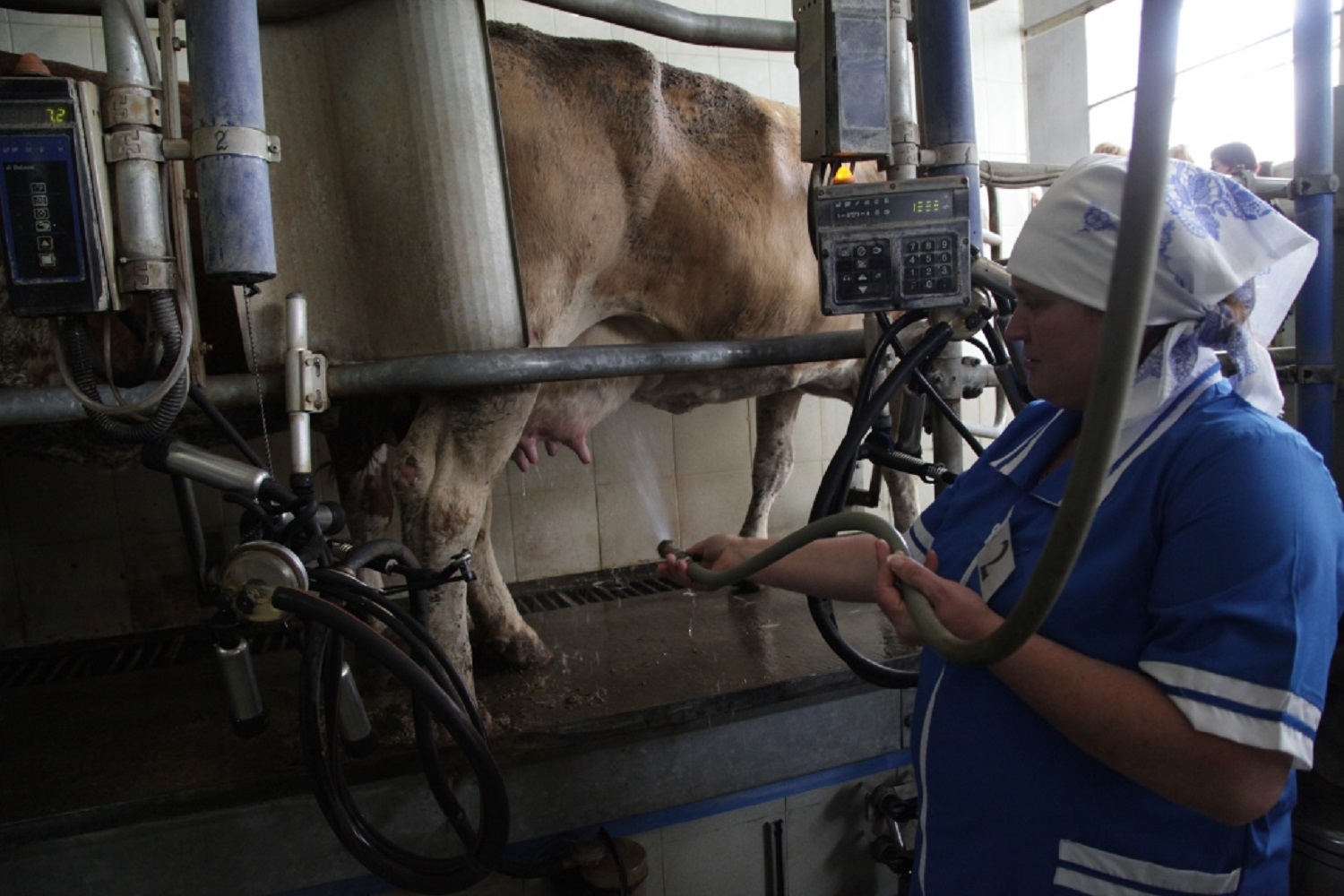 Коровы оператор машинного доения