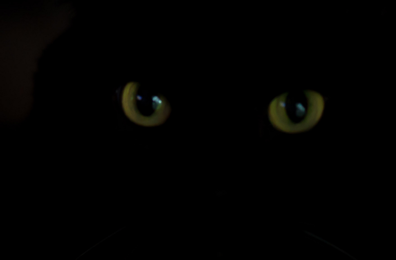 Кошка в тёмной комнате
