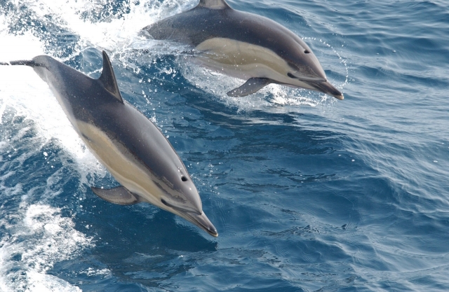 Шум заставляет дельфинов общаться «короткими фразами»