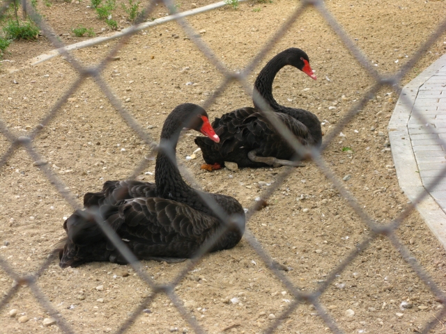 Чёрный лебедь 