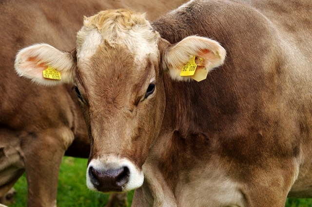 Крупная молочная ферма заработает на Сахалине до конца года