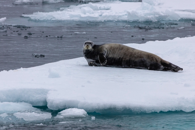 Тюлень отдыхает на льдине