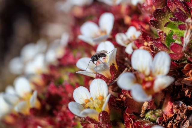 Комары есть даже в Арктике – но здесь они вегетарианцы, питаются только нектаром цветов
