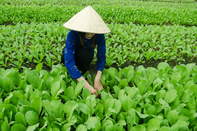 Азиатский банк развития выделит средства сельскому хозяйству Вьетнама