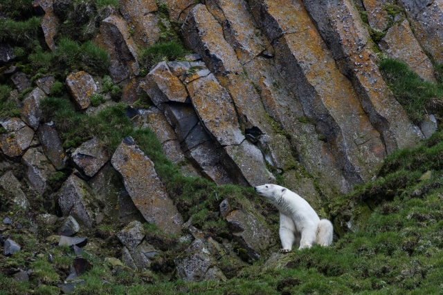 Медведь на скале Рубини, остров Гукера, Земля Франца-Иосифа (ЗФИ). Сюда он пришел, чтобы найти добычу на птичьем базаре и разнообразить питание травой