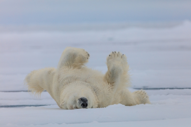 Увидеть катающегося по снегу медведя – настоящее везение, это как представление в цирке, только посреди бескрайних льдов