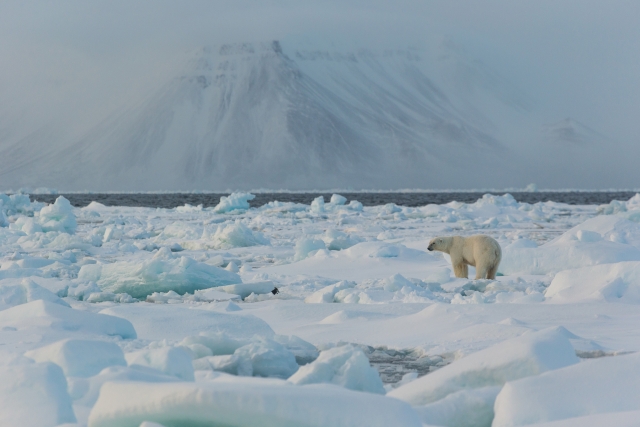 Белый медведь на припайном льду. Незадолго до этого мы видели здесь тюленей, значит, мишка собирается охотиться