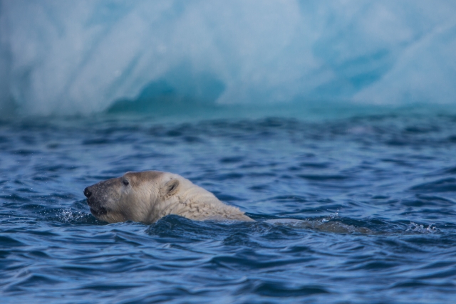 В воде белый медведь не может нападать и нормально обороняться. Поэтому при виде лодок он чаще всего старается уйти в сторону