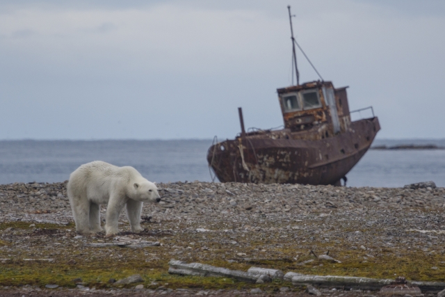 Медведь обходит территорию заброшенного посёлка в поисках пищи, Новая Земля