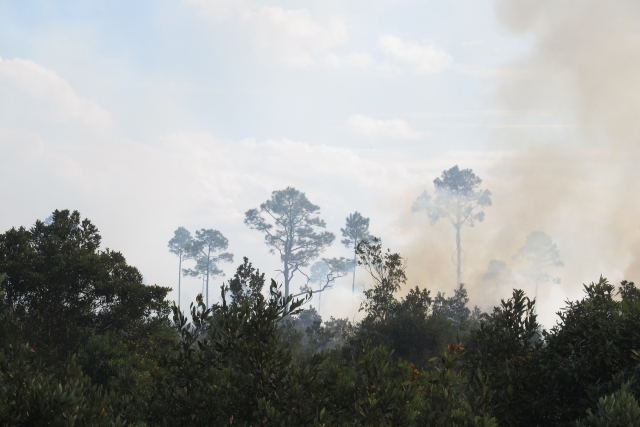 Почти до 190 тысяч гектаров возросла площадь лесных пожаров в Тасмании