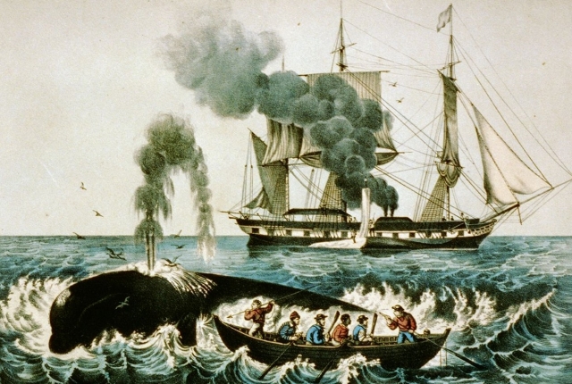 В Исландии разрешение на китовую охоту продлили до 2023 года