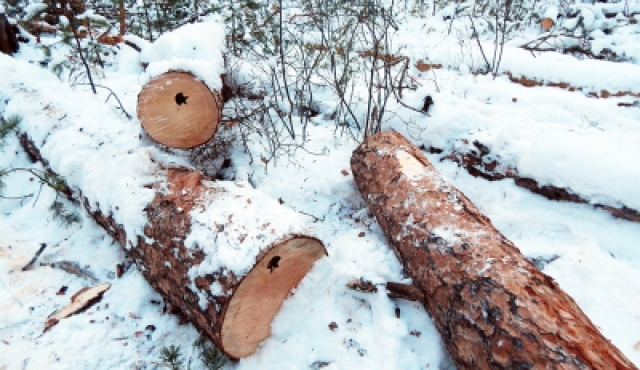 В Калужской области «черные лесорубы» нанесли ущерб на 100 тыс. рублей
